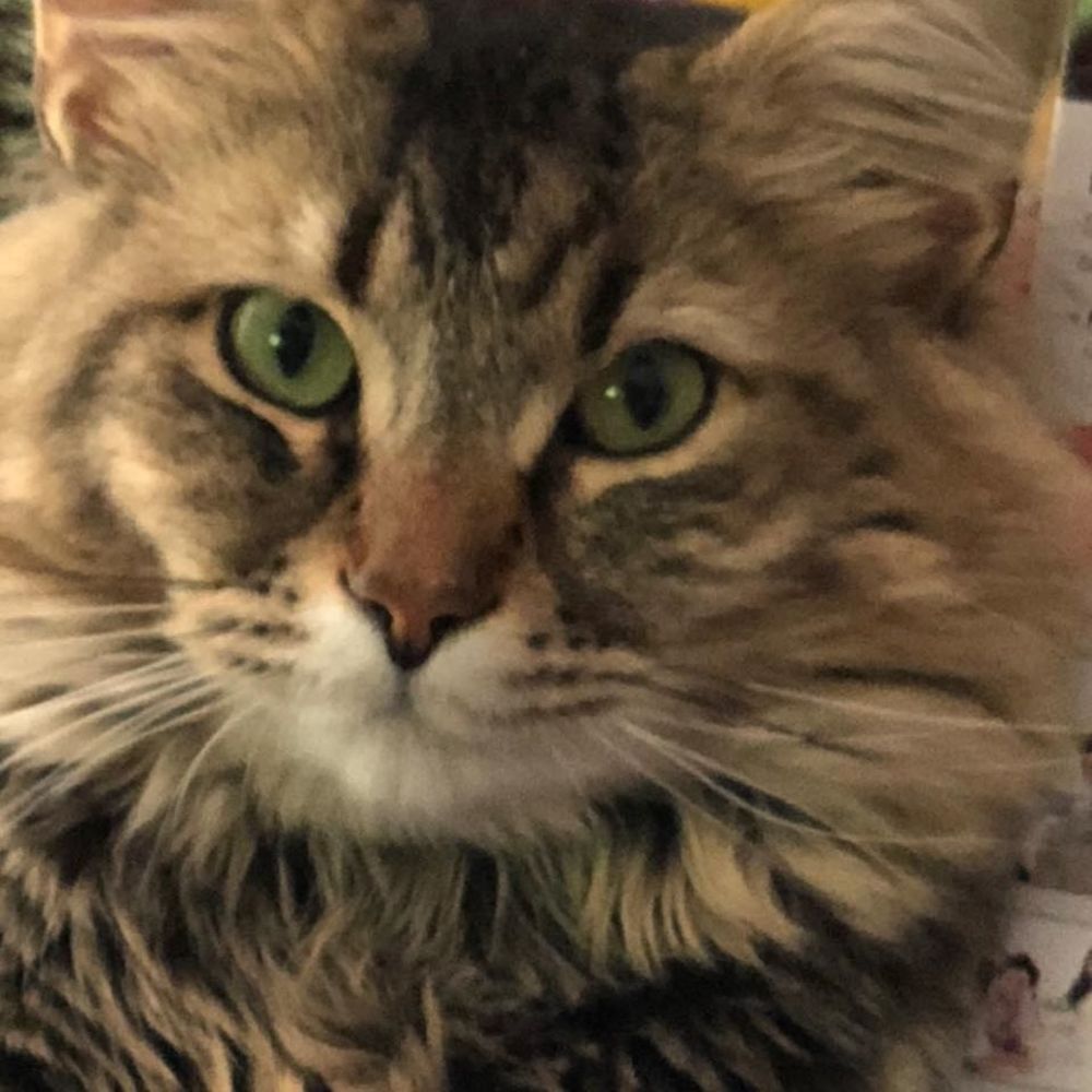 Meet your Posher, Linda kemerer